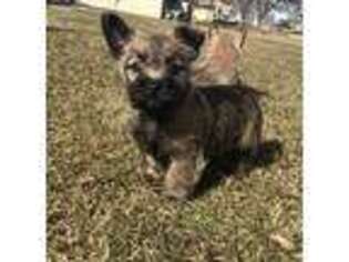 Cairn Terrier Puppy for sale in Winterset, IA, USA