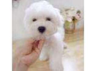 Maltese Puppy for sale in Vinton, LA, USA