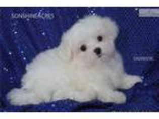 Maltese Puppy for sale in Lincoln, NE, USA