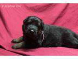 German Shepherd Dog Puppy for sale in Centerburg, OH, USA