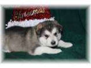 Alaskan Malamute Puppy for sale in Berlin Heights, OH, USA