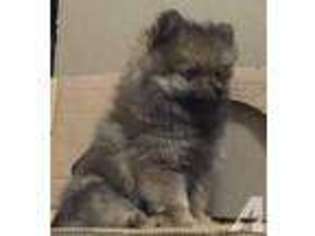 Pomeranian Puppy for sale in WAIPAHU, HI, USA