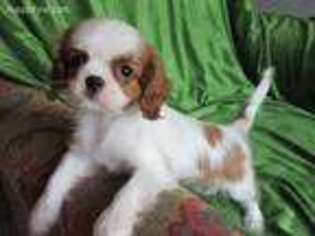 Cavalier King Charles Spaniel Puppy for sale in Hartley, IA, USA