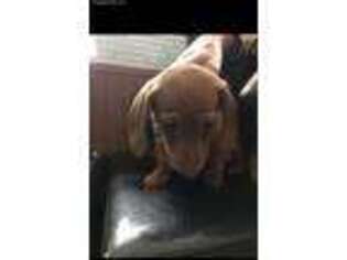 Dachshund Puppy for sale in Bemus Point, NY, USA