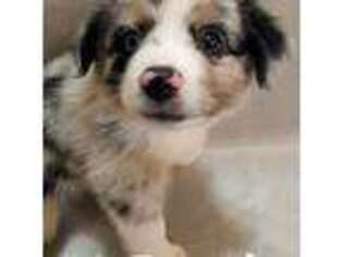 Miniature Australian Shepherd Puppy for sale in Honobia, OK, USA