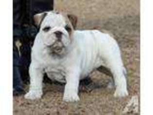 Bulldog Puppy for sale in MIDVILLE, GA, USA