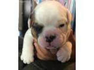 Bulldog Puppy for sale in Grovetown, GA, USA