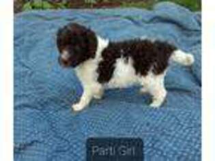 Labradoodle Puppy for sale in Galion, OH, USA