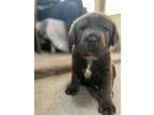 Cane Corso Puppy for sale in Swansea, MA, USA