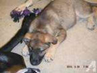 German Shepherd Dog Puppy for sale in VAN WERT, OH, USA
