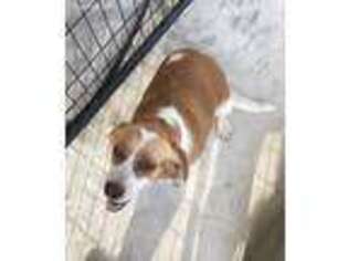Beagle Puppy for sale in Cottondale, FL, USA