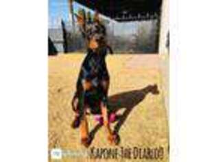 Doberman Pinscher Puppy for sale in El Paso, TX, USA