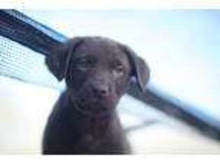 Labrador Retriever Puppy for sale in Hazlehurst, GA, USA