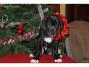 Great Dane Puppy for sale in Springfield, MO, USA