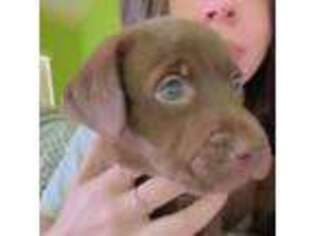 Labrador Retriever Puppy for sale in Cypress, TX, USA
