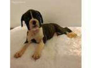 Boxer Puppy for sale in Leesburg, AL, USA