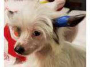 Chinese Crested Puppy for sale in Sheffield Lake, OH, USA