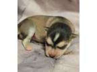Alaskan Klee Kai Puppy for sale in Mountain Home, ID, USA