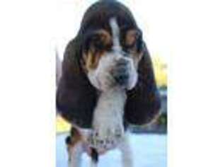 Basset Hound Puppy for sale in Cave City, KY, USA