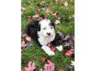 Mutt Puppy for sale in New London, MN, USA
