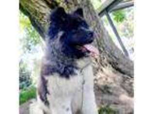 Akita Puppy for sale in Kingsport, TN, USA