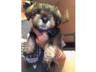 Mutt Puppy for sale in Fresh Meadows, NY, USA