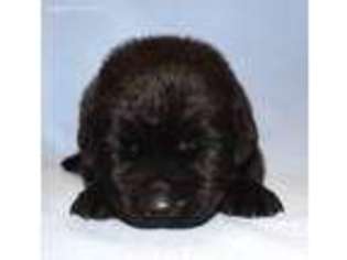 Newfoundland Puppy for sale in Cambridge, NE, USA