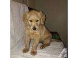 Labradoodle Puppy for sale in RAMONA, CA, USA