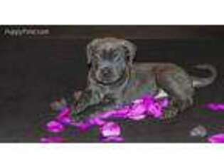 Cane Corso Puppy for sale in Oak Lawn, IL, USA