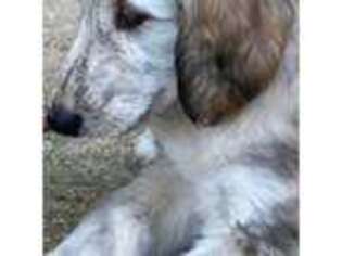 Afghan Hound Puppy for sale in Saint Louis, MO, USA