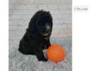 Portuguese Water Dog Puppy for sale in Evansville, IN, USA