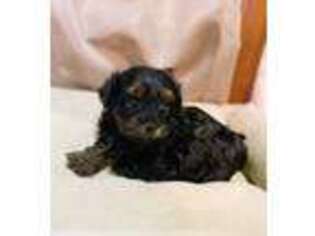 Yorkshire Terrier Puppy for sale in Port Leyden, NY, USA