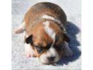 Pembroke Welsh Corgi Puppy for sale in Beaverton, AL, USA