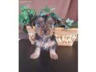 Yorkshire Terrier Puppy for sale in Mounds, OK, USA