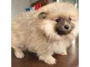 Pomeranian Puppy for sale in Woodburn, OR, USA