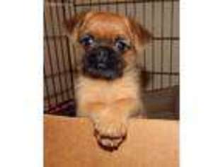 Brussels Griffon Puppy for sale in Hudson, FL, USA