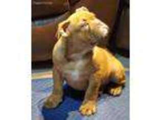 Olde English Bulldogge Puppy for sale in Gravel Switch, KY, USA