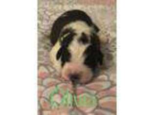 Saint Bernard Puppy for sale in Mondovi, WI, USA