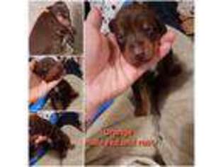 Doberman Pinscher Puppy for sale in Crawley, WV, USA