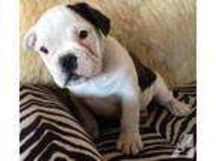 French Bulldog Puppy for sale in WITTMANN, AZ, USA