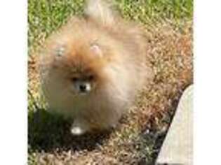 Pomeranian Puppy for sale in Clute, TX, USA