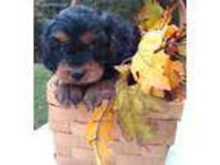 Cavapoo Puppy for sale in Bethel, PA, USA