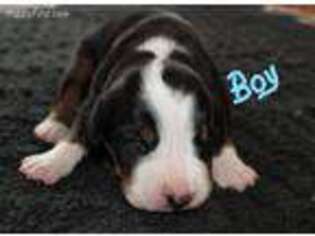 Greater Swiss Mountain Dog Puppy for sale in Drummond, MT, USA