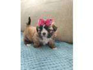 Mutt Puppy for sale in Hamlet, NC, USA