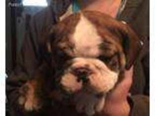 Bulldog Puppy for sale in Pierpont, OH, USA