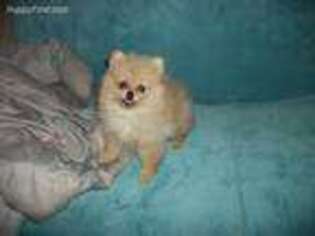 Pomeranian Puppy for sale in Plymouth, WI, USA