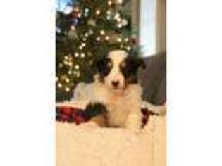 Shetland Sheepdog Puppy for sale in Bedford, PA, USA