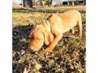 Vizsla Puppy for sale in Corcoran, MN, USA