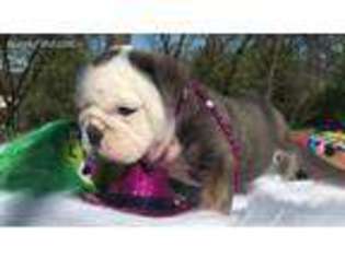 Bulldog Puppy for sale in Sapulpa, OK, USA