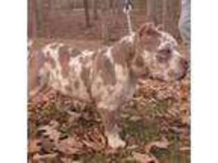 Mutt Puppy for sale in Osage Beach, MO, USA